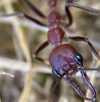 Myrmecia regularis photo 5