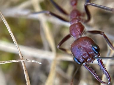 Myrmecia regularis photo 6