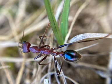Myrmecia regularis photo 7
