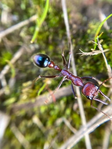 Myrmecia regularis photo 8