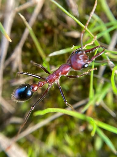 Myrmecia regularis photo 10