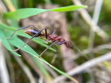 Myrmecia regularis photo 14