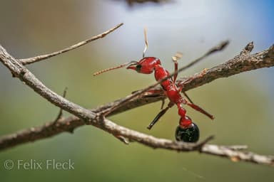 Myrmecia regularis photo 15