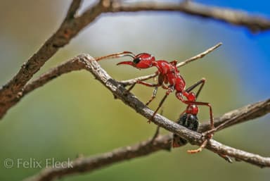 Myrmecia regularis photo 16