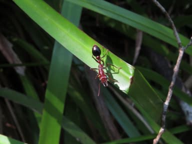 Myrmecia regularis photo 17