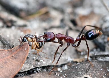 Myrmecia regularis photo 18