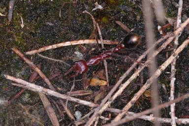 Myrmecia regularis photo 20