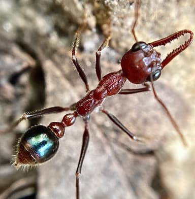 Myrmecia regularis photo 21