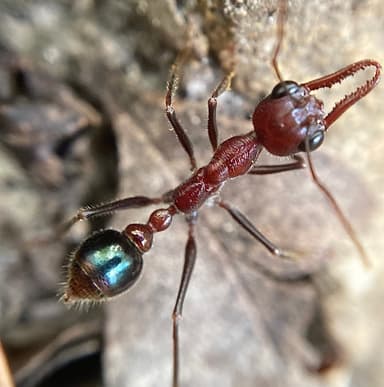 Myrmecia regularis photo 22