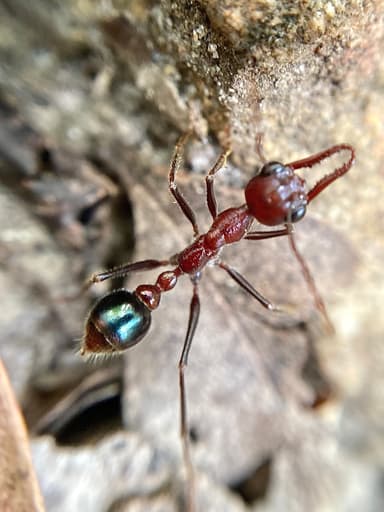 Myrmecia regularis photo 23