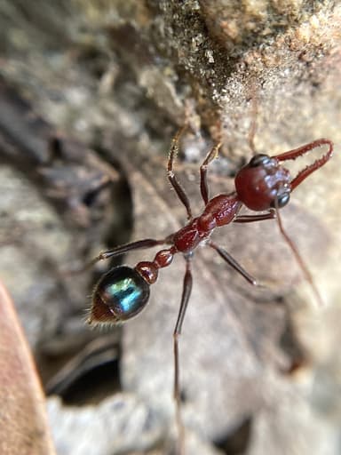 Myrmecia regularis photo 24