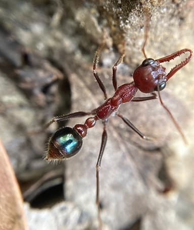 Myrmecia regularis photo 25