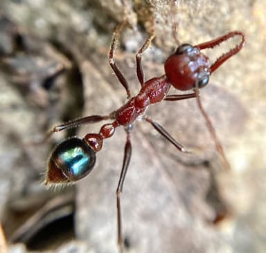 Myrmecia regularis photo 26