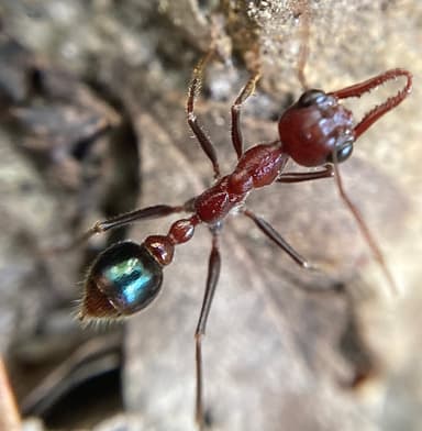 Myrmecia regularis photo 27