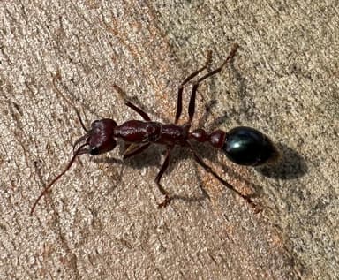 Myrmecia regularis photo 28