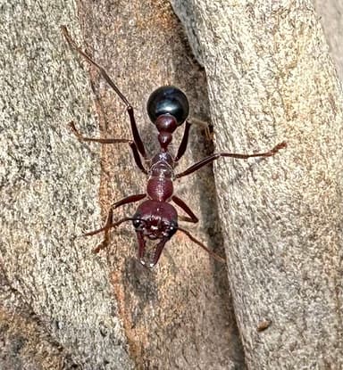 Myrmecia regularis photo 29