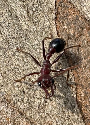 Myrmecia regularis photo 30