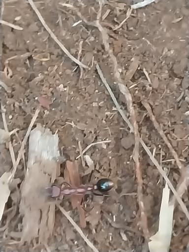 Myrmecia regularis photo 31