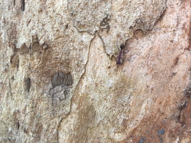 Myrmecia regularis photo 32