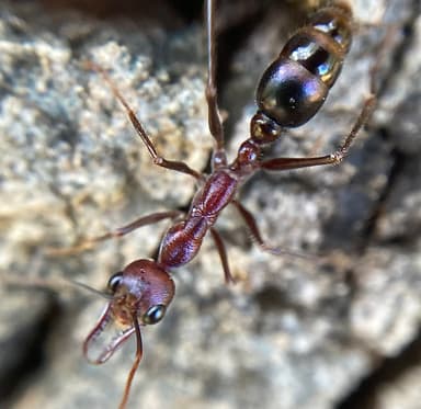 Myrmecia regularis photo 33