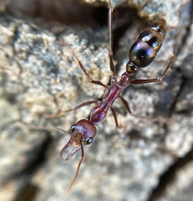 Myrmecia regularis photo 34