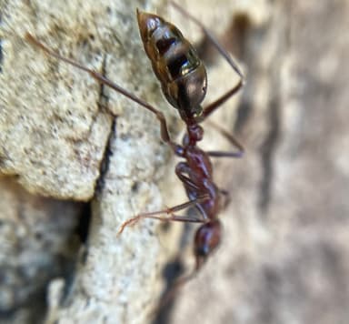 Myrmecia regularis photo 35