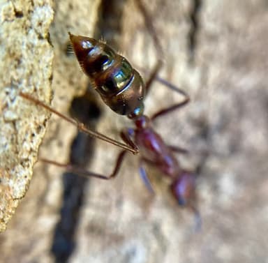 Myrmecia regularis photo 36