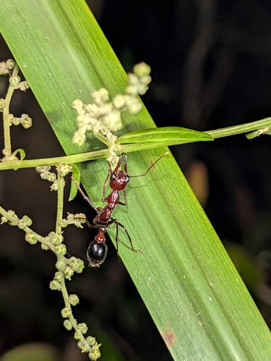 Myrmecia regularis photo 38