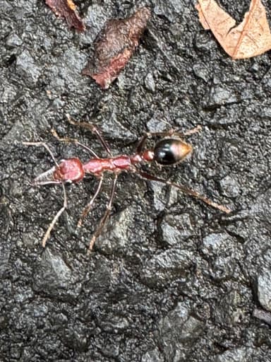 Myrmecia regularis photo 39