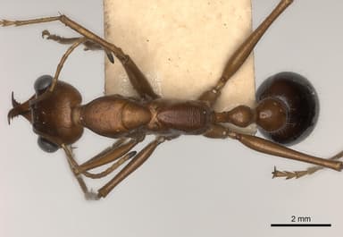 Myrmecia regularis photo 2