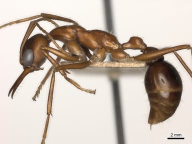 Myrmecia regularis photo 3