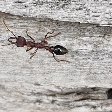 Myrmecia simillima photo 103