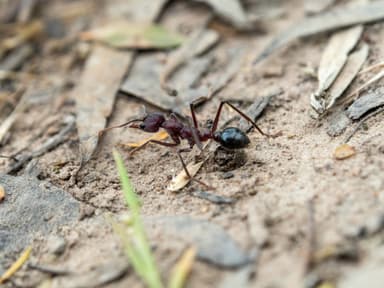 Myrmecia simillima photo 142