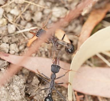Myrmecia simillima — queen photo 147