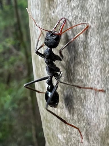Myrmecia simillima photo 178