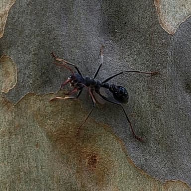 Myrmecia simillima photo 232
