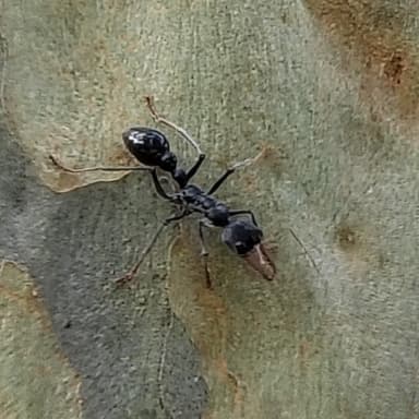 Myrmecia simillima photo 233
