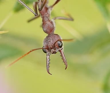 Myrmecia simillima photo 281