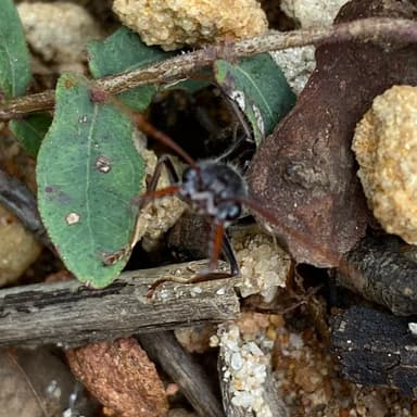 Myrmecia simillima photo 295
