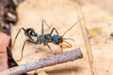 Myrmecia tarsata photo 6