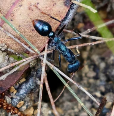 Myrmecia tarsata — colony photo 7