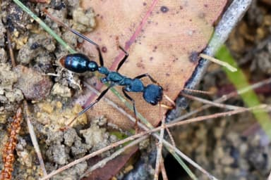 Myrmecia tarsata — colony photo 8