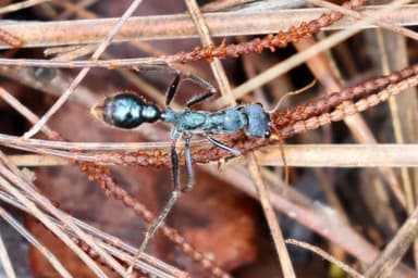 Myrmecia tarsata — colony photo 9