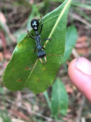 Myrmecia tarsata photo 10