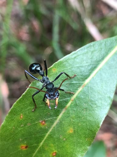 Myrmecia tarsata photo 11