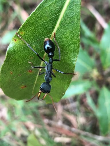 Myrmecia tarsata photo 12
