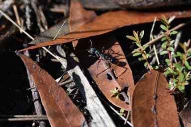 Myrmecia tarsata photo 13