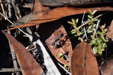 Myrmecia tarsata photo 14