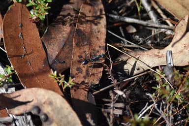 Myrmecia tarsata photo 15