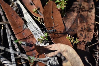 Myrmecia tarsata photo 16